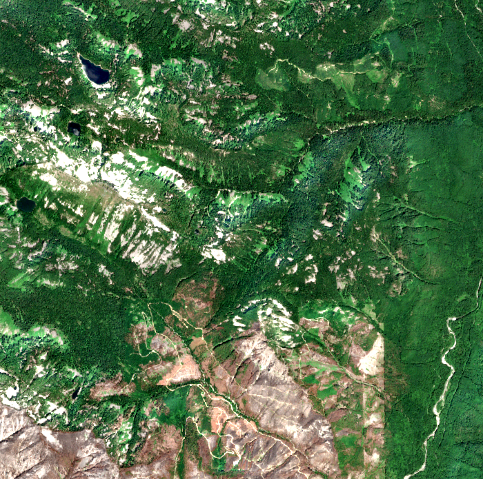 The same forest in July 2023, one summer after the Bolt Creek Fire